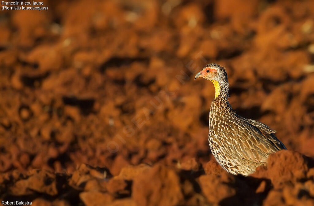 Yellow-necked Spurfowl