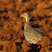 Francolin à cou jaune