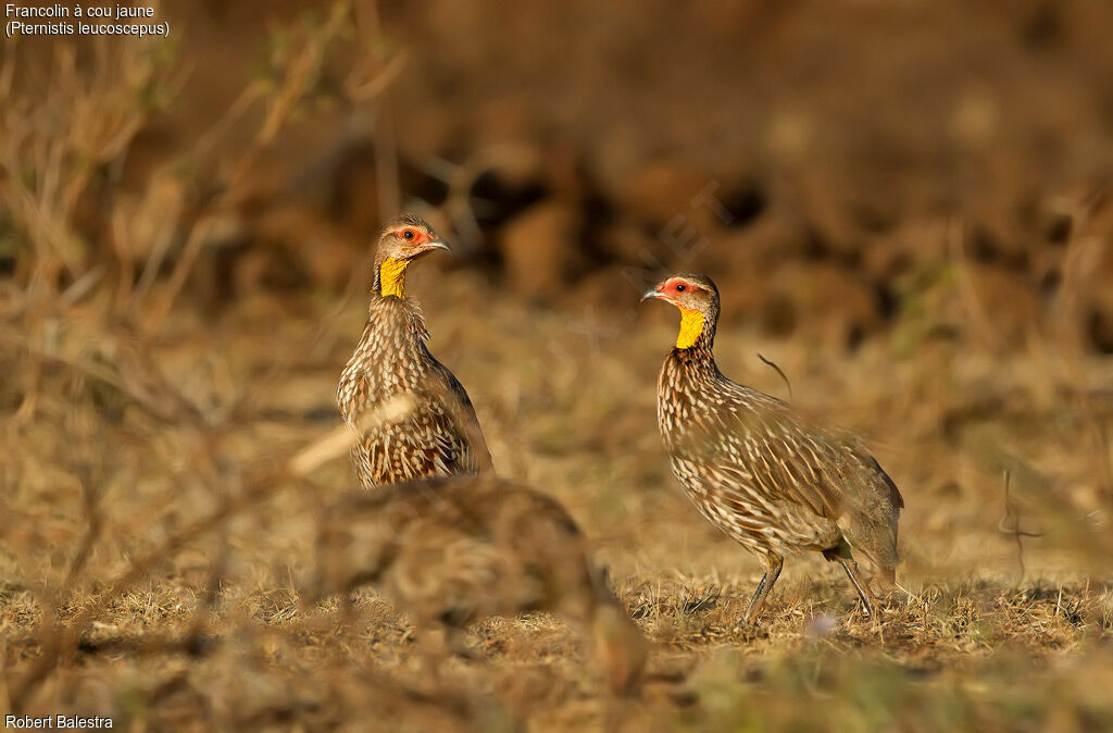 Yellow-necked Spurfowl