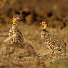 Francolin à cou jaune