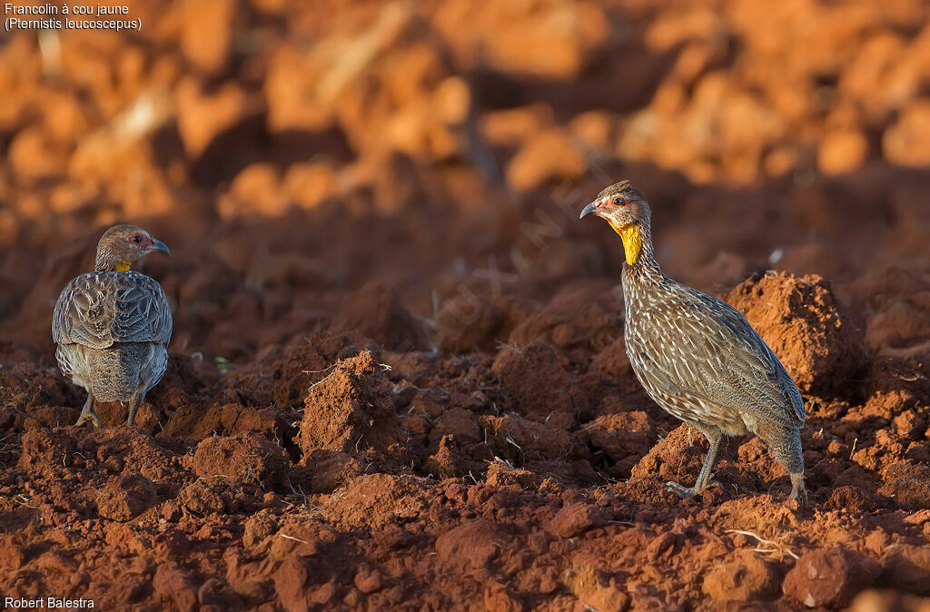 Yellow-necked Spurfowl