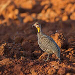 Francolin à cou jaune