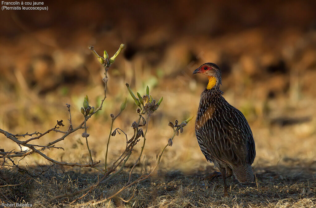 Francolin à cou jaune