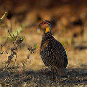 Francolin à cou jaune