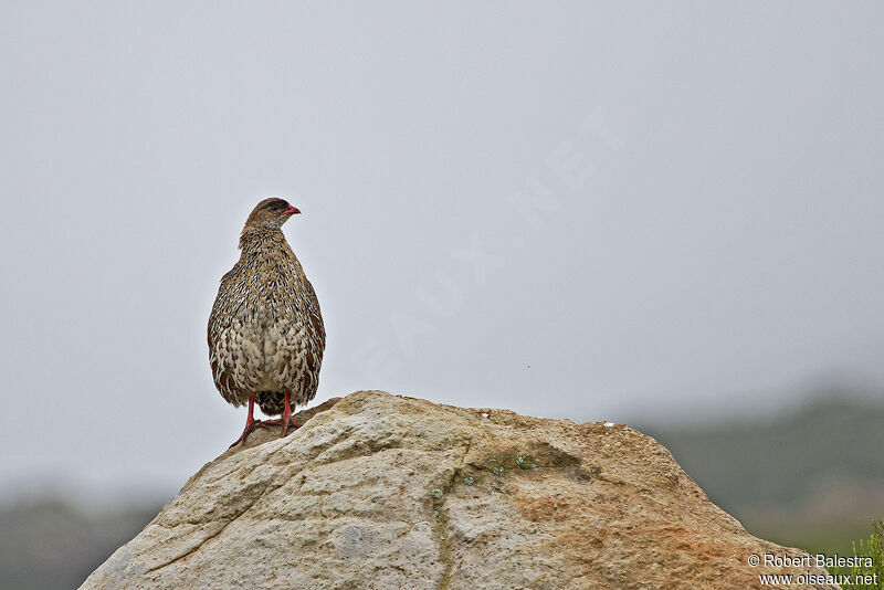 Chestnut-naped Spurfowl