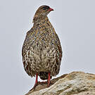 Francolin à cou roux