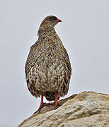 Chestnut-naped Francolin