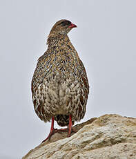 Francolin à cou roux