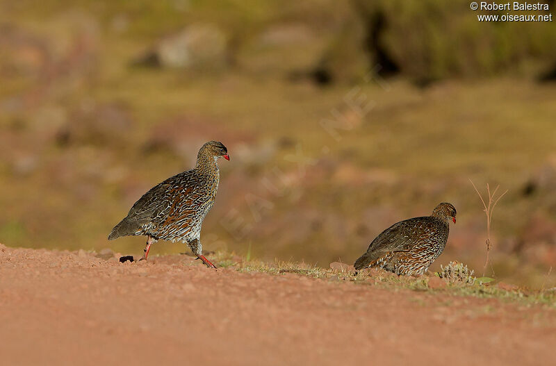 Chestnut-naped Francolin