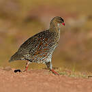 Francolin à cou roux