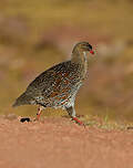 Francolin à cou roux