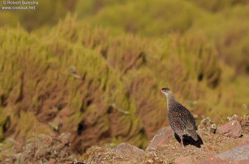 Chestnut-naped Spurfowl