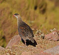 Francolin à cou roux