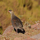Francolin à cou roux