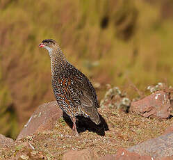 Francolin à cou roux