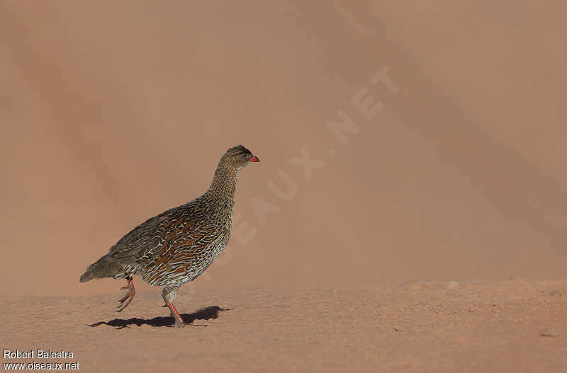 Francolin à cou roux, identification