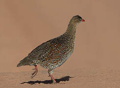 Francolin à cou roux