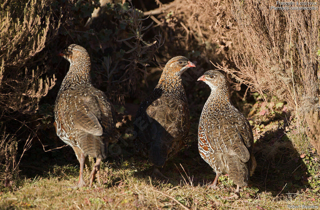 Chestnut-naped Francolin