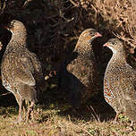 Francolin à cou roux