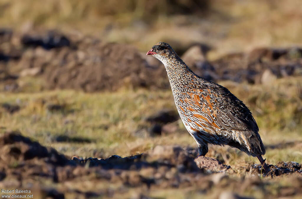 Francolin à cou rouxadulte, identification