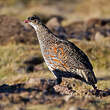 Francolin à cou roux