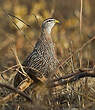 Francolin à double éperon