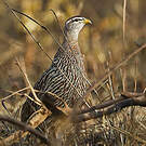 Francolin à double éperon