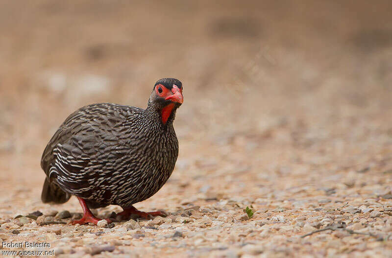 Francolin à gorge rougeadulte