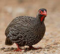 Francolin à gorge rouge