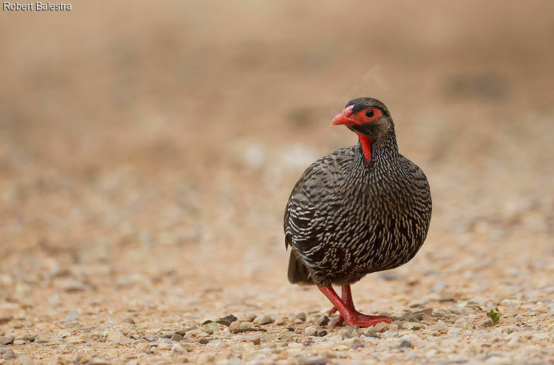 Red-necked Spurfowl