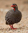 Francolin à gorge rouge