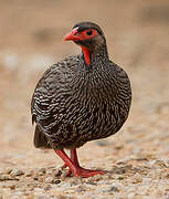 Red-necked Spurfowl