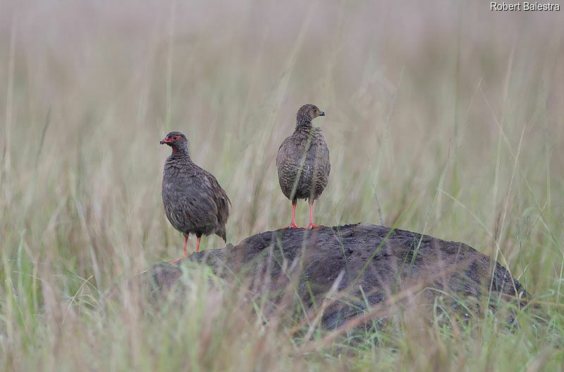 Red-necked Spurfowl