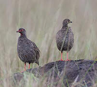 Red-necked Spurfowl