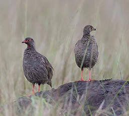 Francolin à gorge rouge