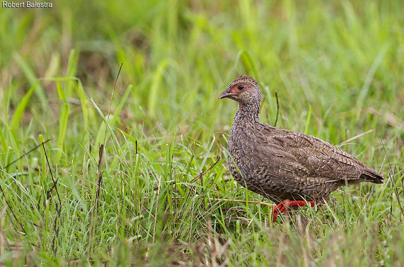 Red-necked Spurfowl