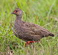 Francolin à gorge rouge