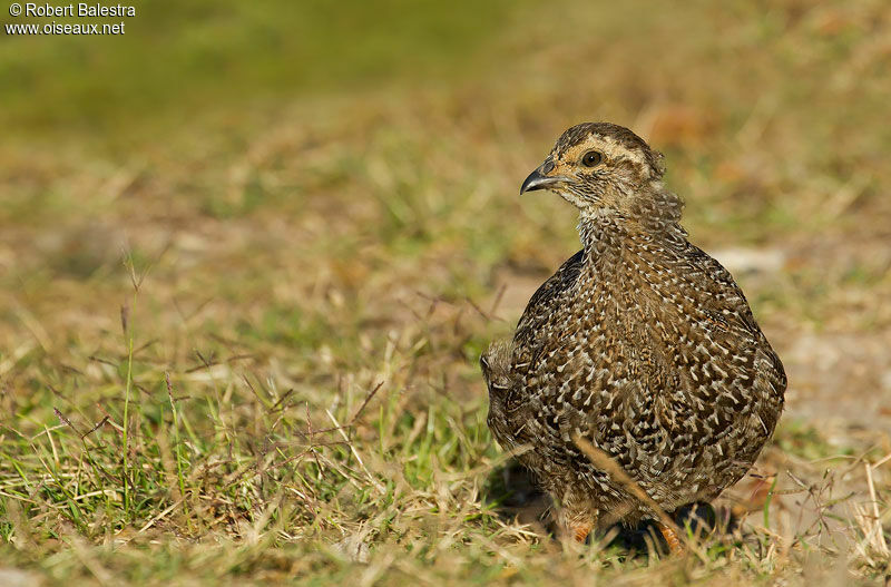 Cape Spurfowljuvenile