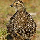 Francolin criard