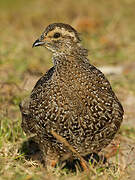 Cape Spurfowl