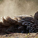 Francolin criard