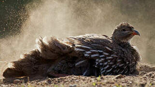 Francolin criard