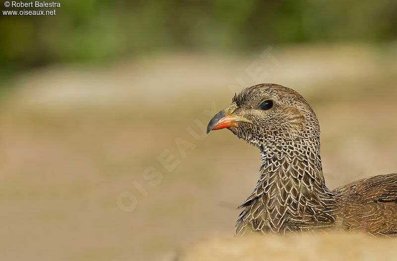 Francolin criardadulte