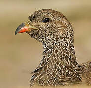 Cape Spurfowl