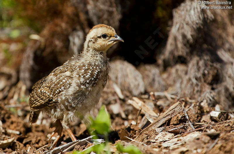 Francolin criardjuvénile