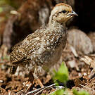 Francolin criard