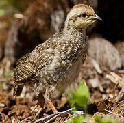 Francolin criard