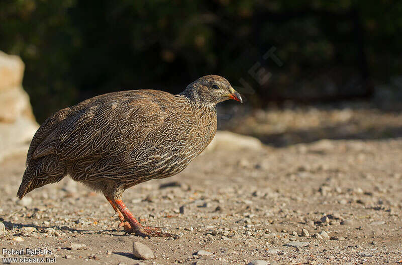 Francolin criardadulte, identification