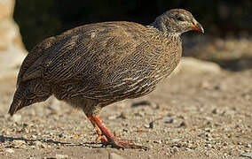 Cape Spurfowl