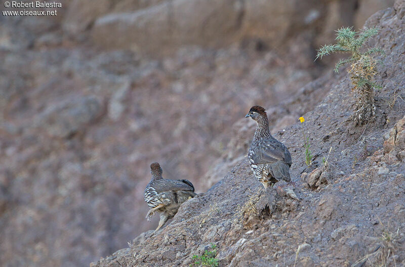 Francolin d'Erckel